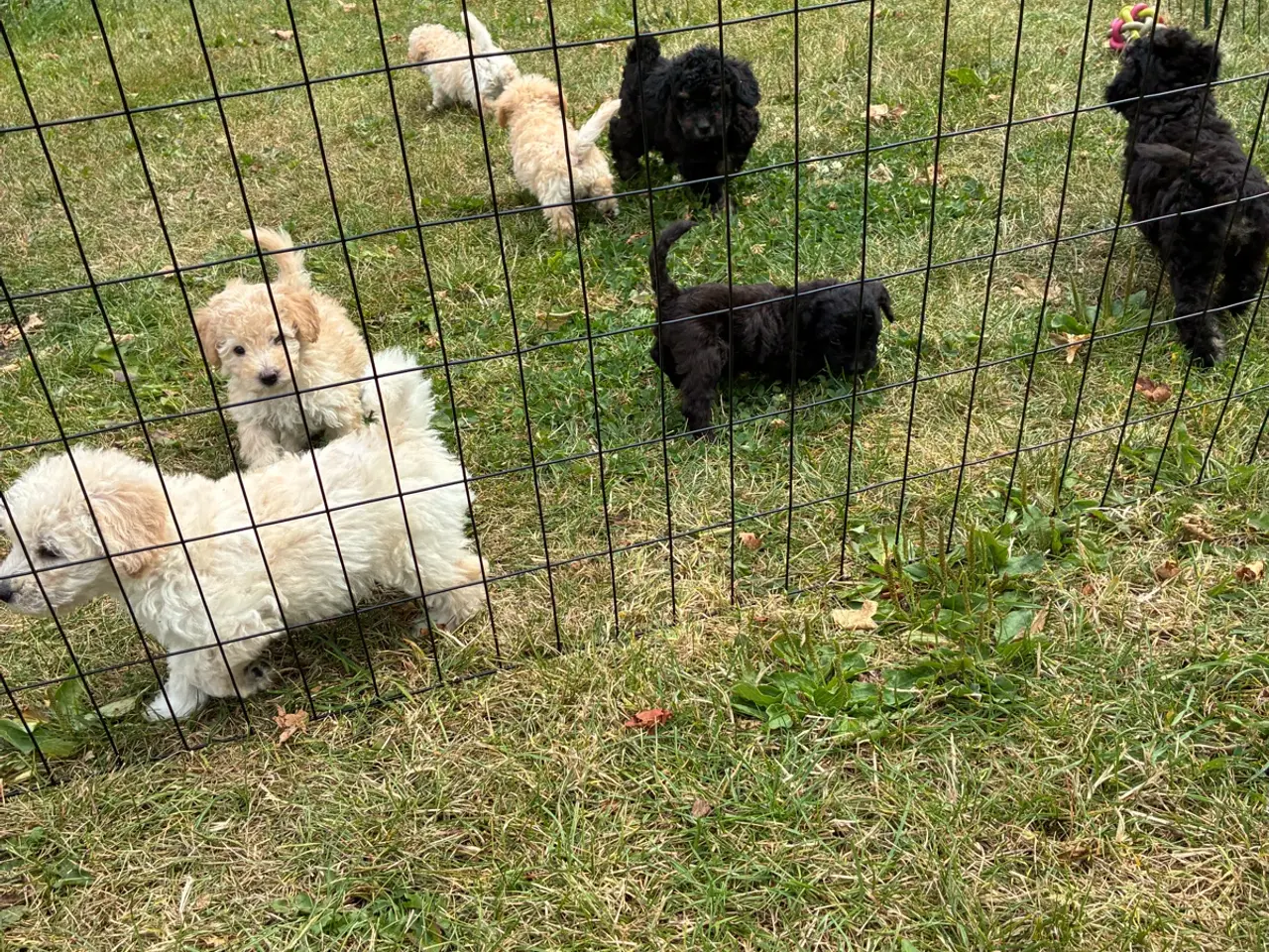 Billede 6 - Labradoodle hvalpe