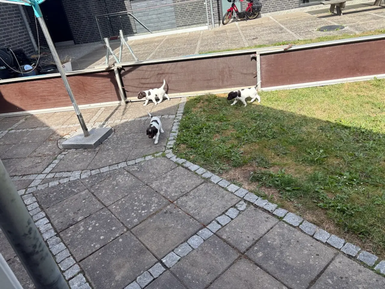 Billede 4 - Jagthunde hvalpe sælges 2 hanner tilbage.