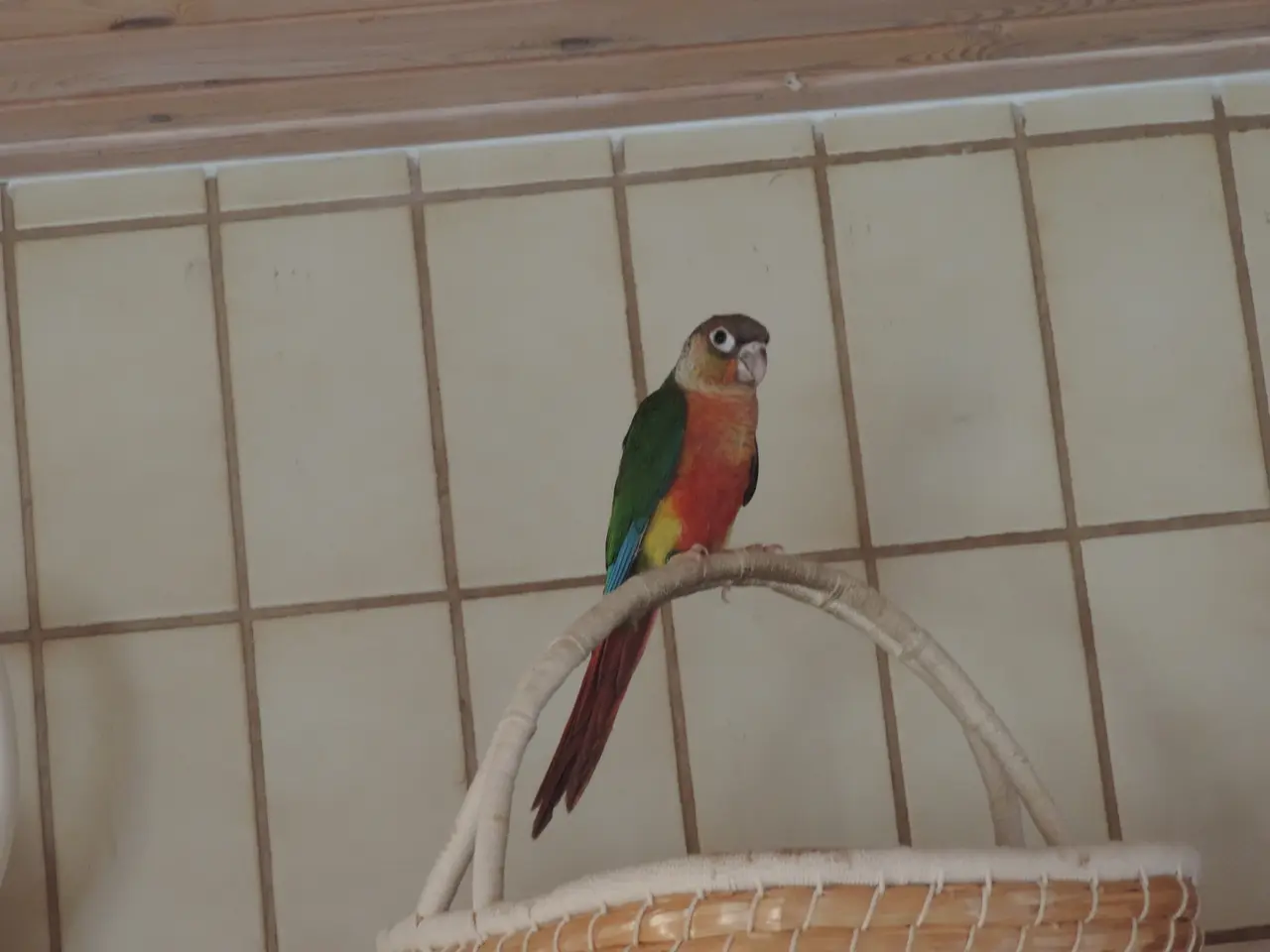 Billede 1 - Flot Conure unge.