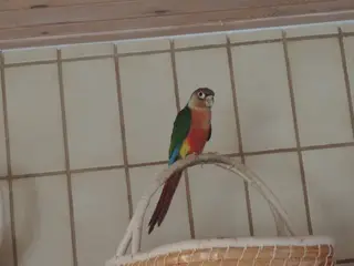 Flot Conure unge.