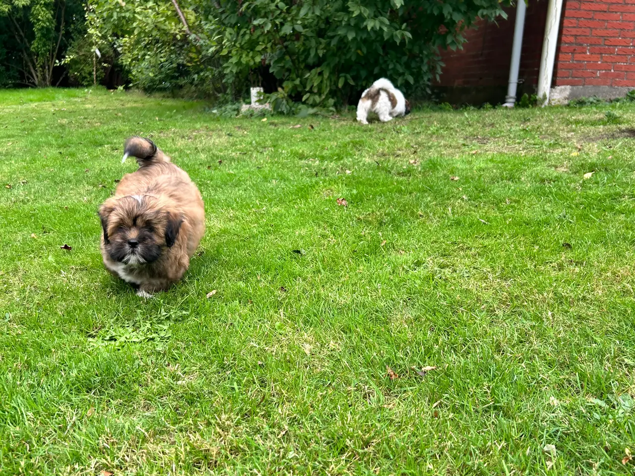 Billede 6 - 3 Lhasa Apso hvalpe, drenge
