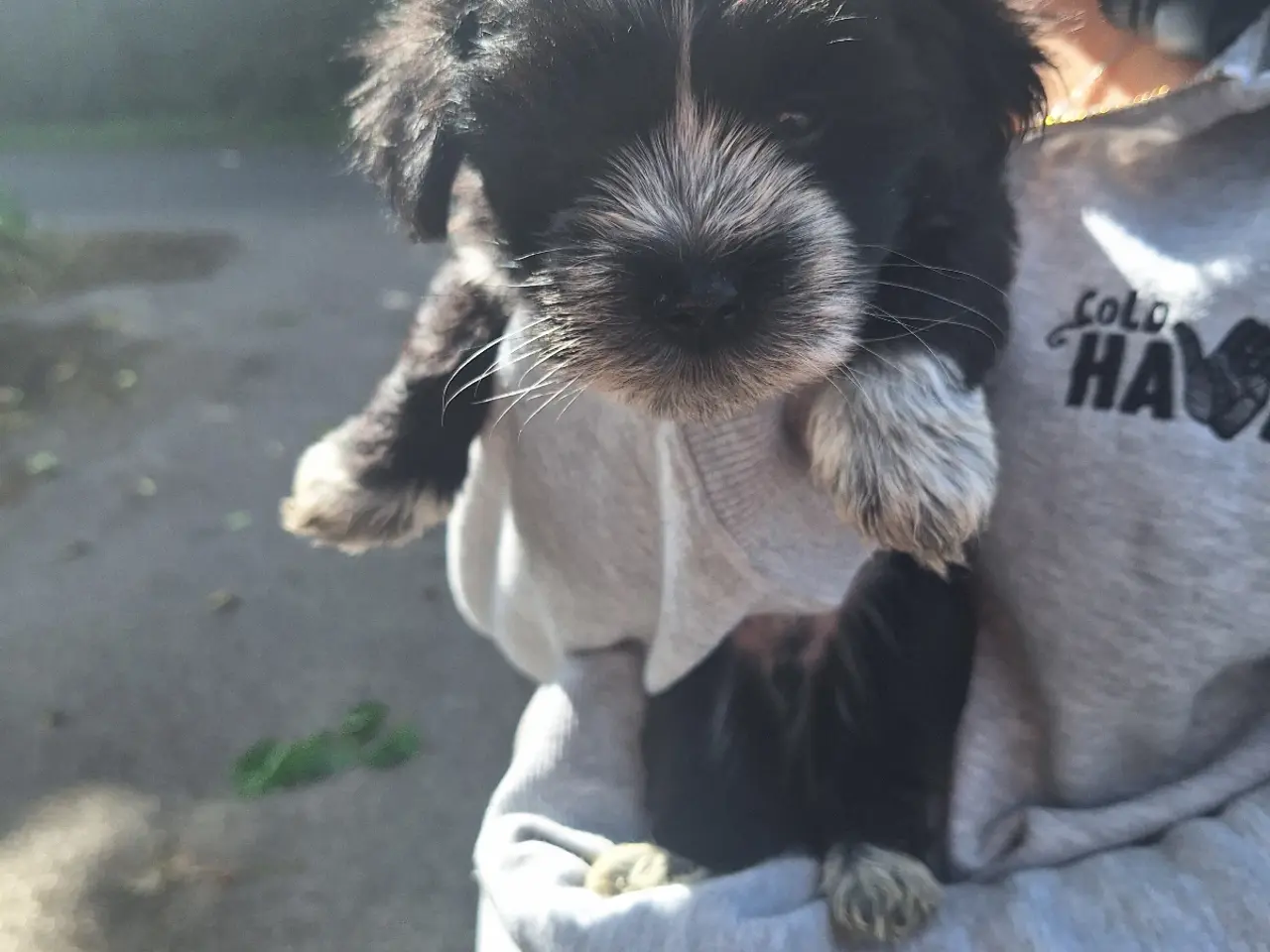 Billede 10 - Lhasa Apso malteser hvalpe