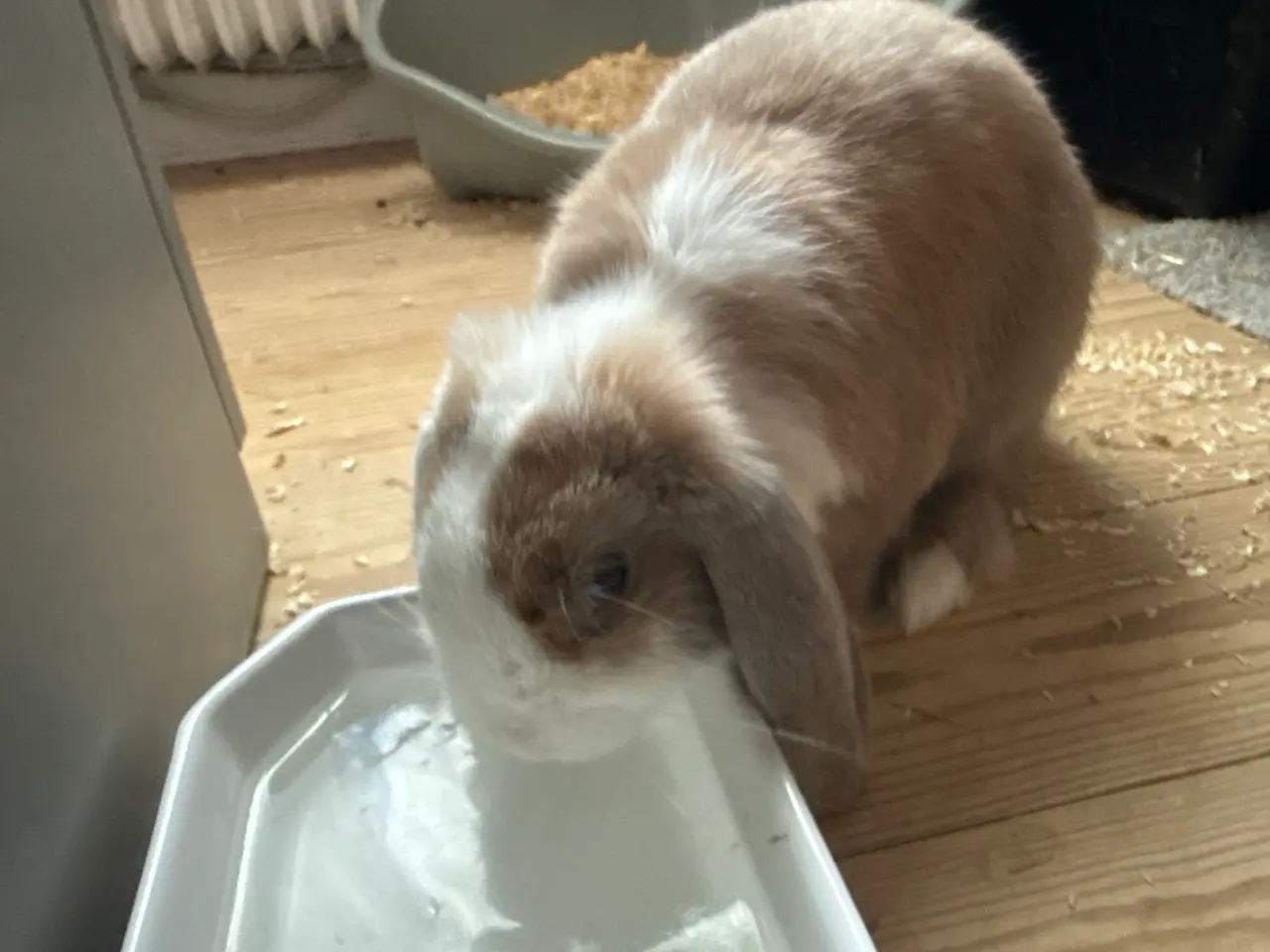 Billede 3 - Mini Lop kanin