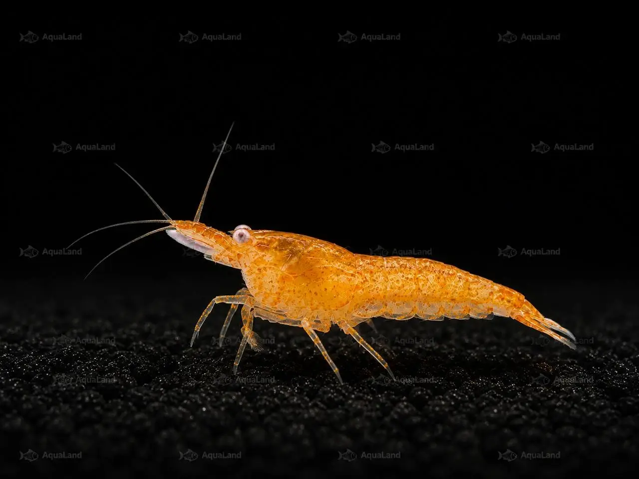 Billede 2 - 🧡 Orange Sakura Shrimp OE / Orange OE Neocaridina