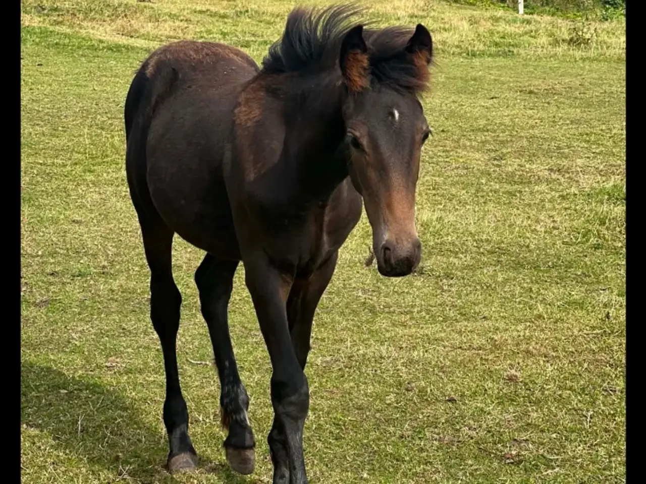 Billede 2 - Tinker/varmblods hingst