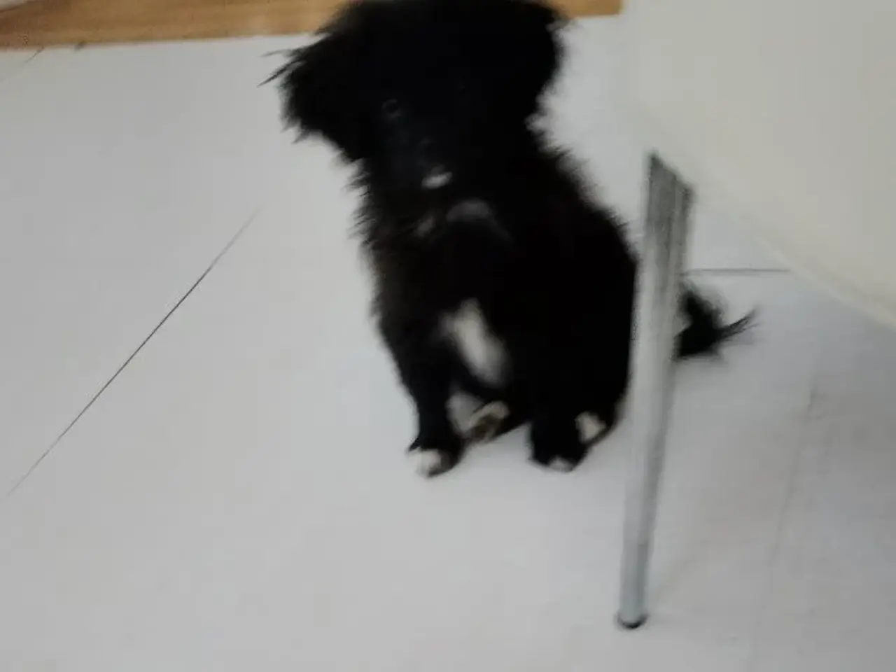 Billede 6 - Den skønneste Pomeranian-blandingshvalp