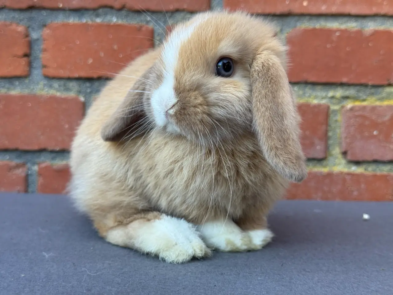 Billede 1 - Mini lop hankanin