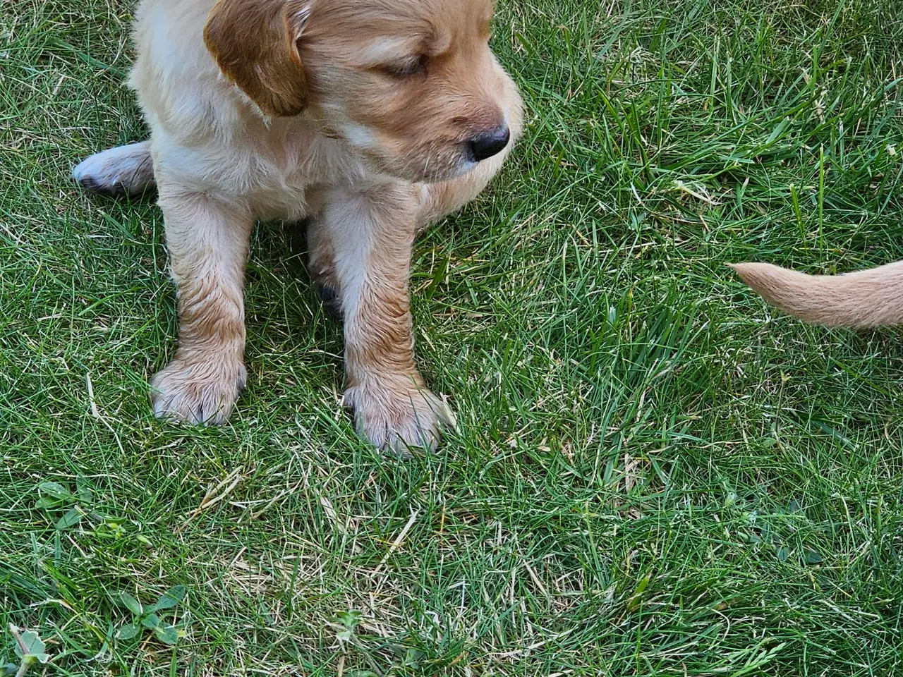 Billede 1 - Mørke Golden Retriever hvalpe