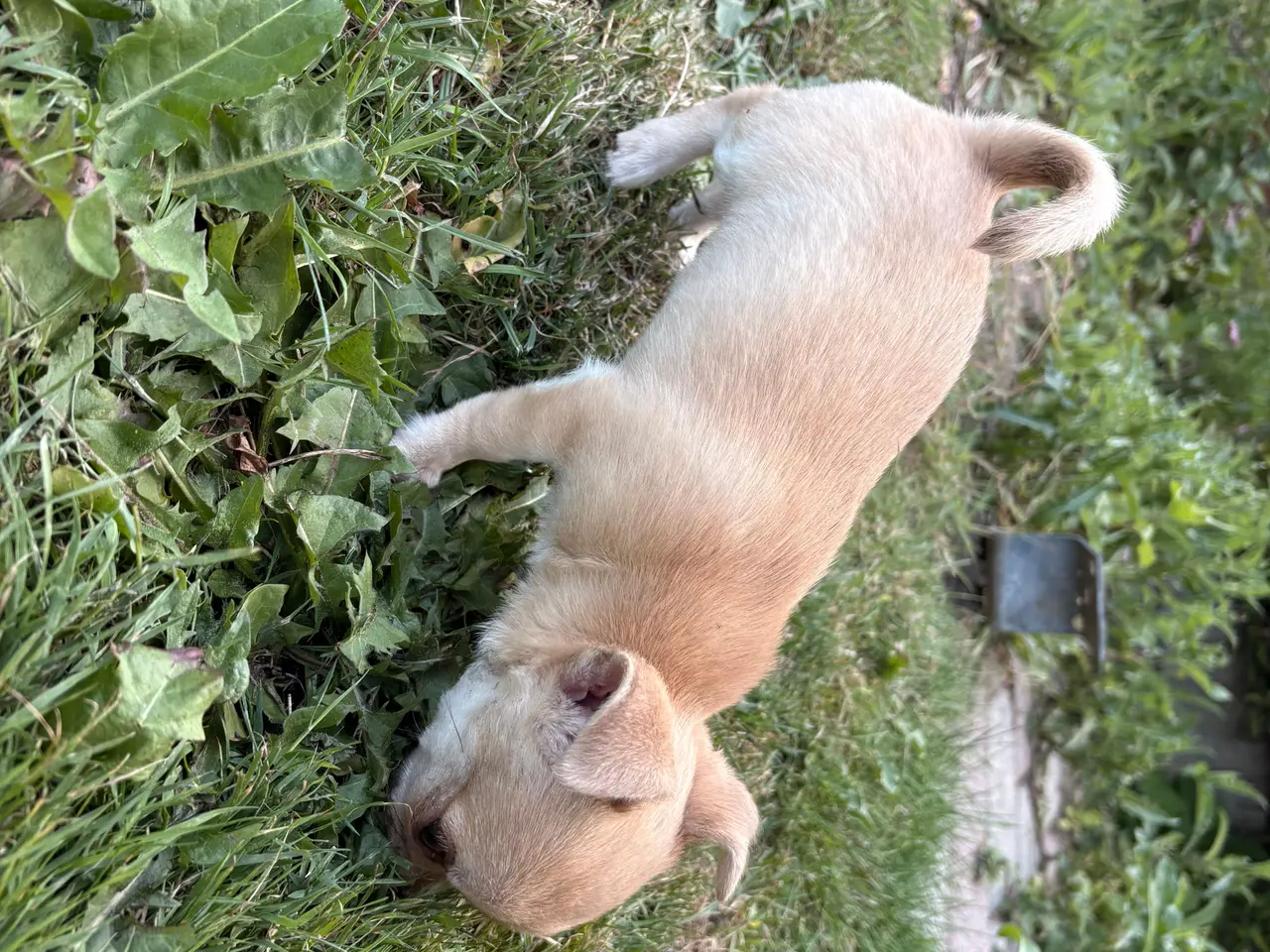 Billede 4 - Korthåret Chihuahua