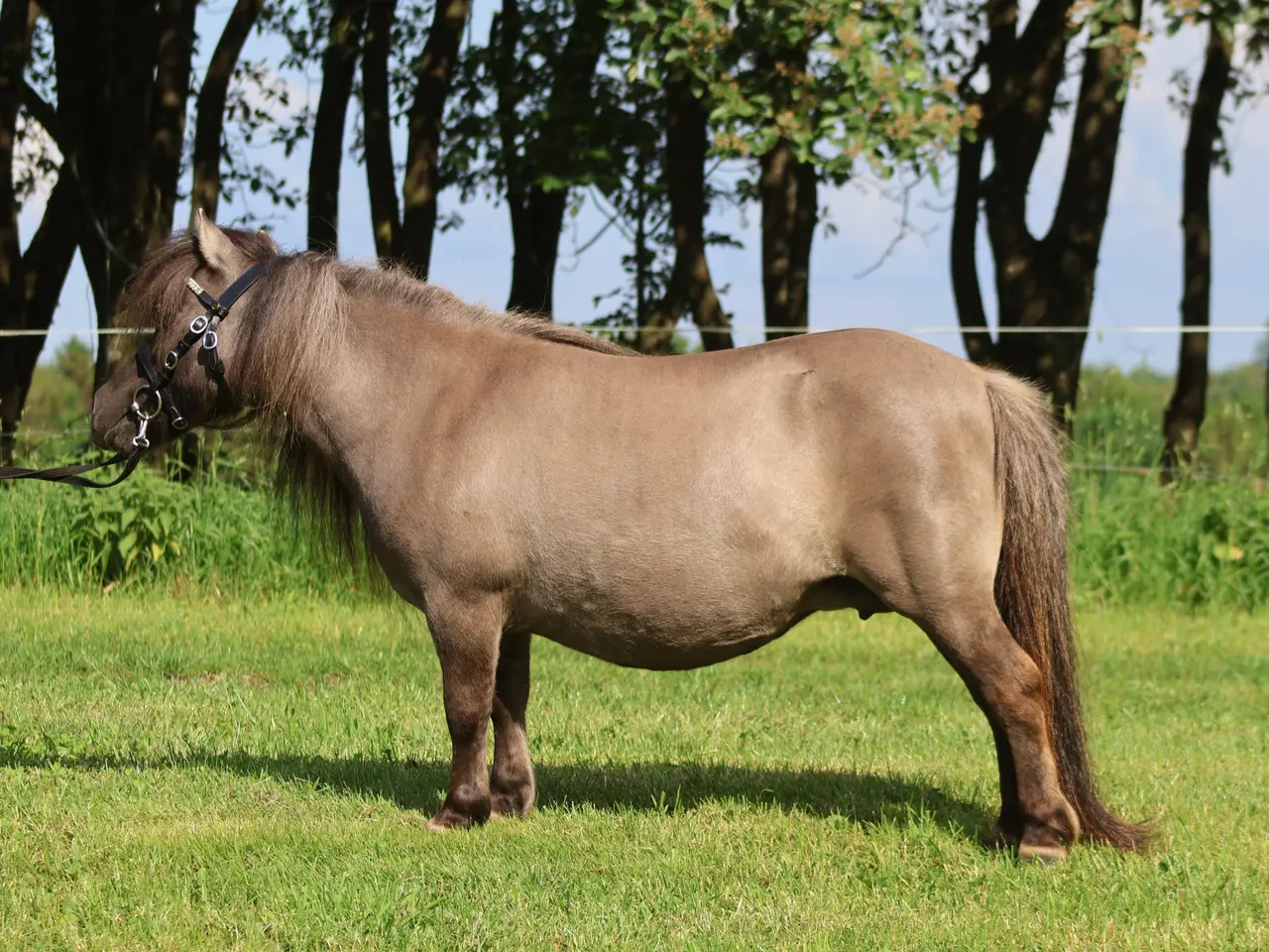 Billede 1 - Alletiders Børnepony