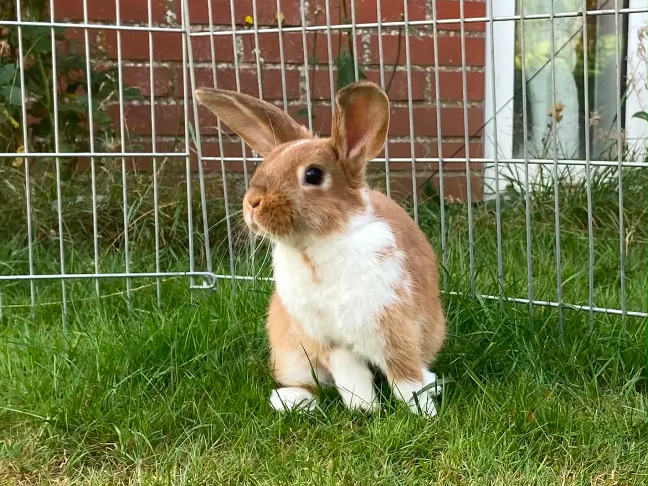 Billede 5 - Smuk lille pige kanin🥕