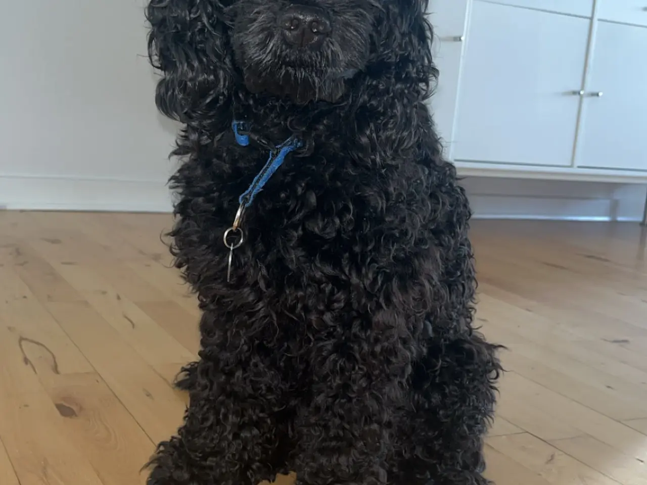 Billede 1 - Hanhund tilbydes til parring