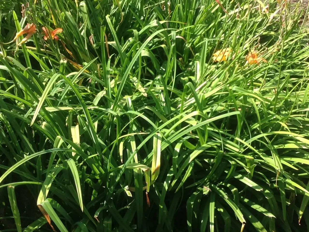 Billede 3 - Daglilje. Orange