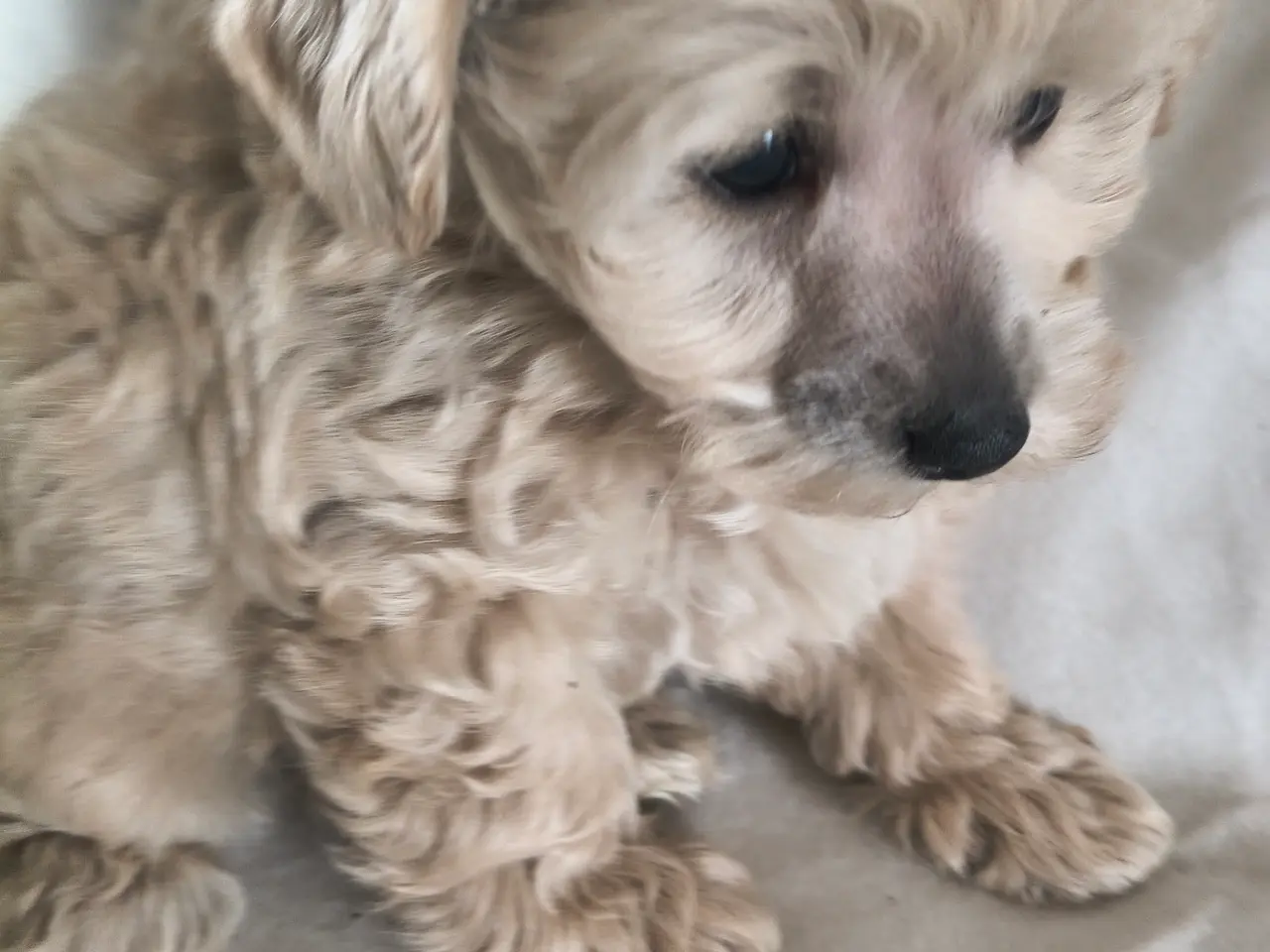 Billede 5 - Maltipoo hvalpe