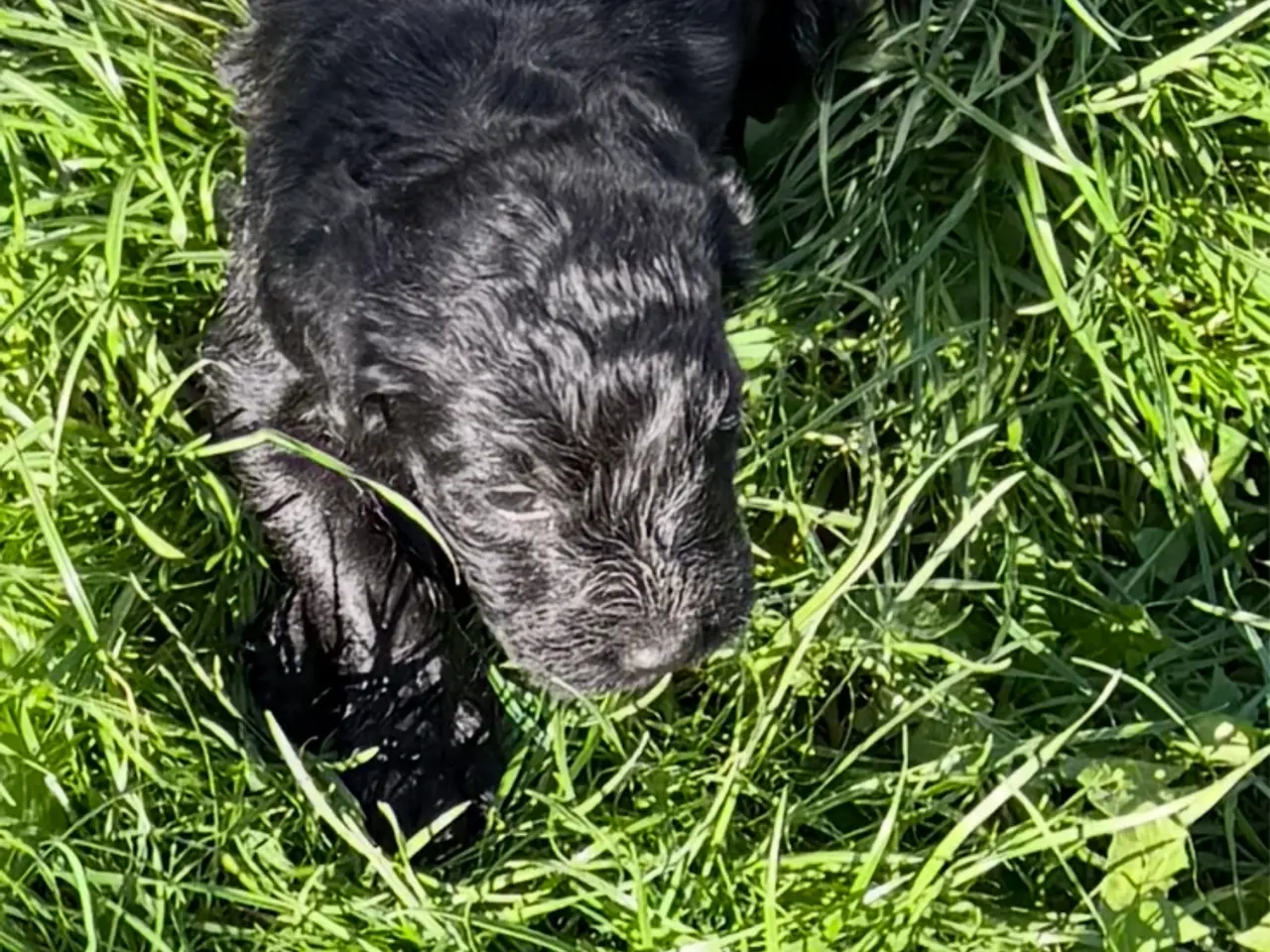 Billede 16 - Smukke Golden Doodle hvalpe