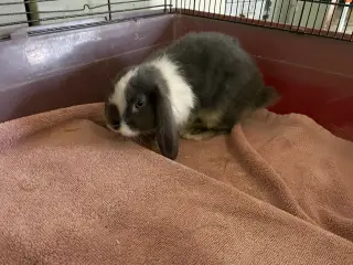 Mini lop/ Lion lop kanin unger