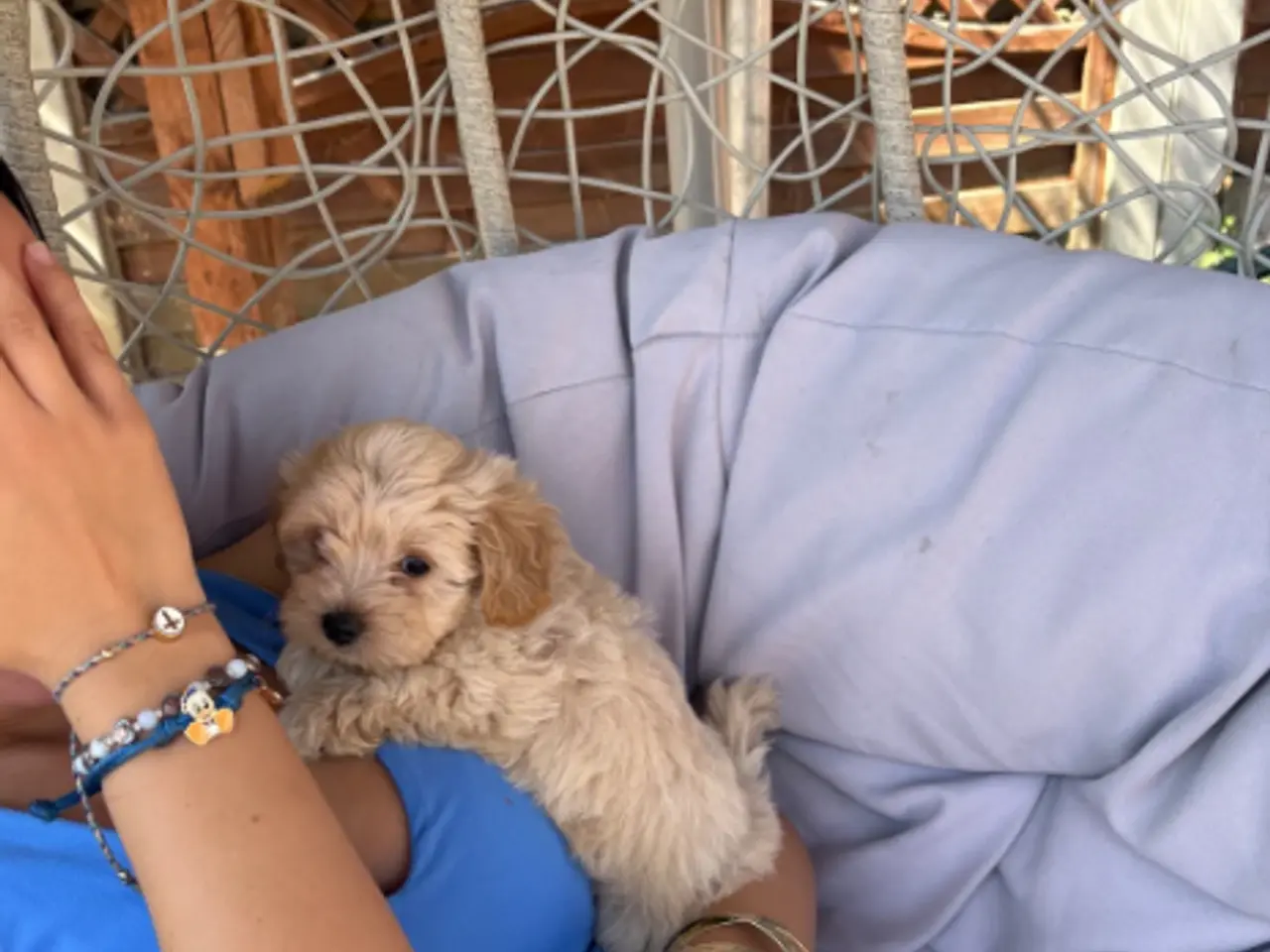 Billede 1 - Mini maltipoo hvalpe