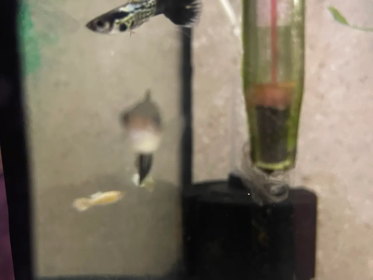 Billede 2 - Black Cobra Guppyer