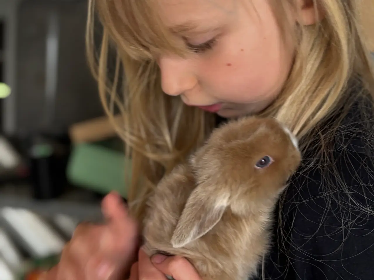 Billede 10 - Ægte Minilop unger søger nye hjem 🐰💛