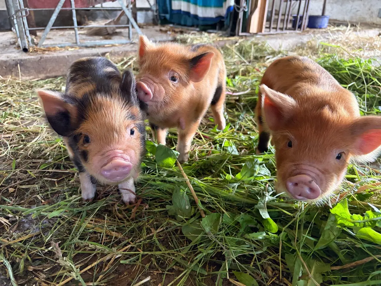 Billede 1 - Kunekune