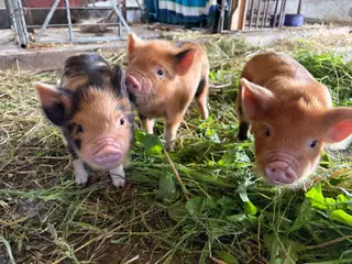 Kunekune 