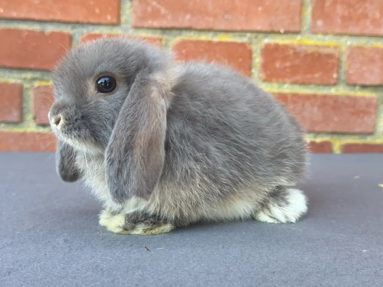 Billede 2 - Mini Lop hankanin