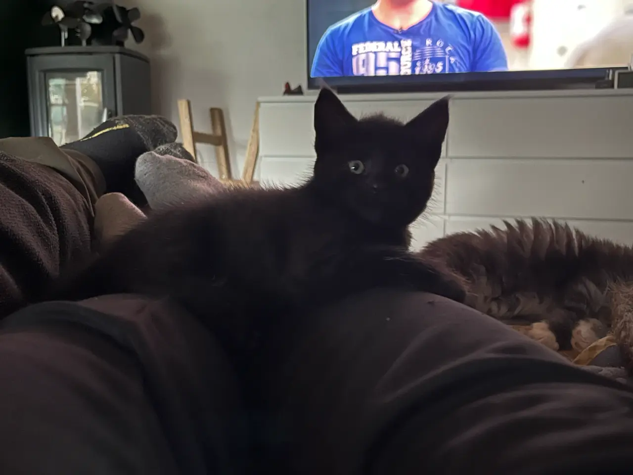 Billede 18 - Kulsort Maine Coon blandning