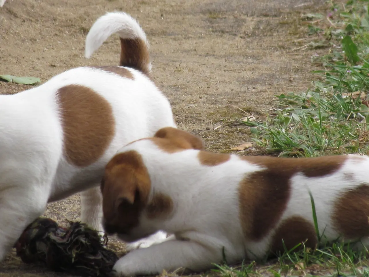 Billede 20 - DKK Jack Russell hvalpe – 2 hanner tilbage!