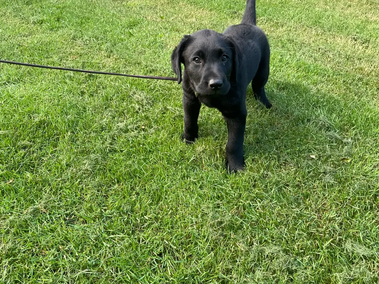 Billede 3 - Labrador hvalpe