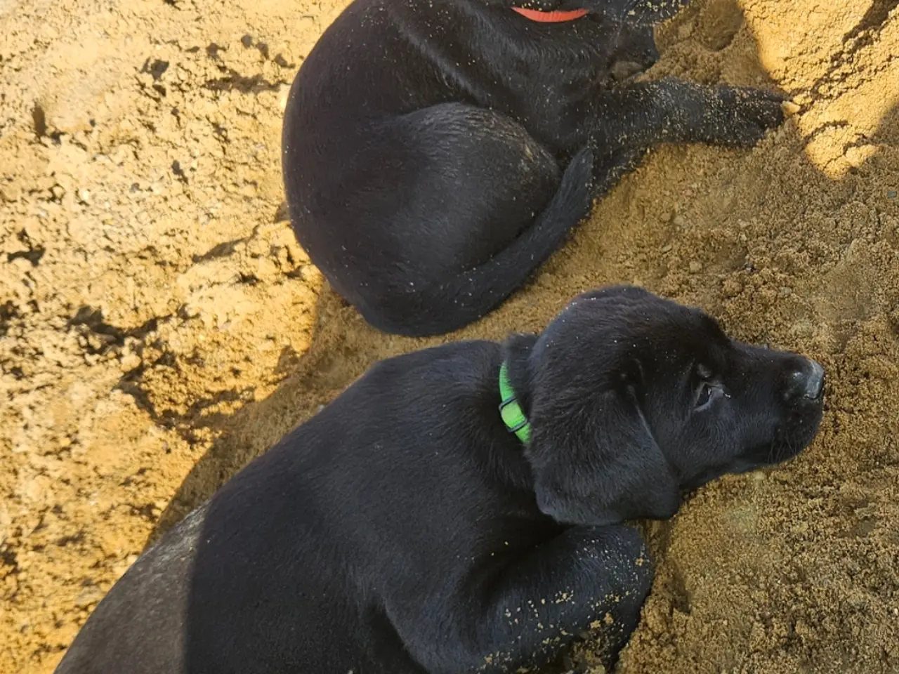 Billede 6 - F1 Labrador hvalpe
