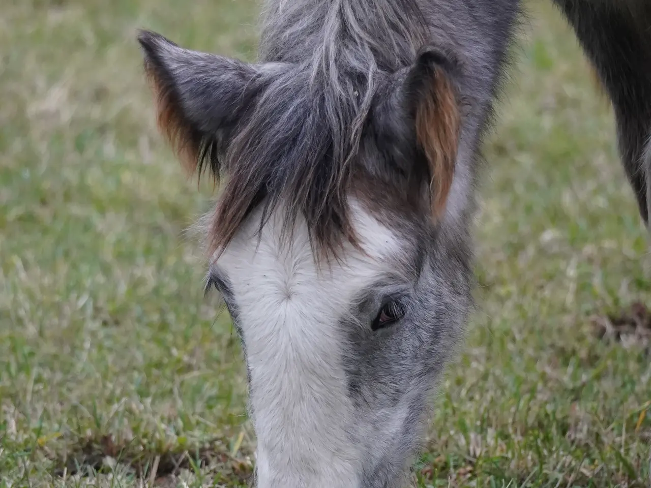 Billede 4 - Irish cob hingsteføl fra maj 2025