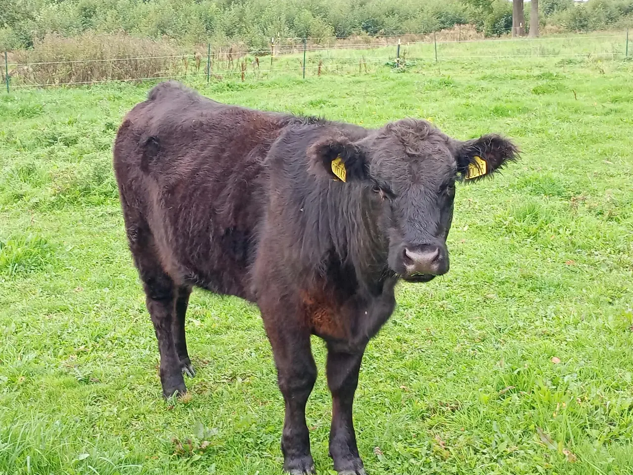 Billede 1 - Angus-Galloway-kvie fra 2025