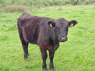 Angus-Galloway-kvie fra 2025