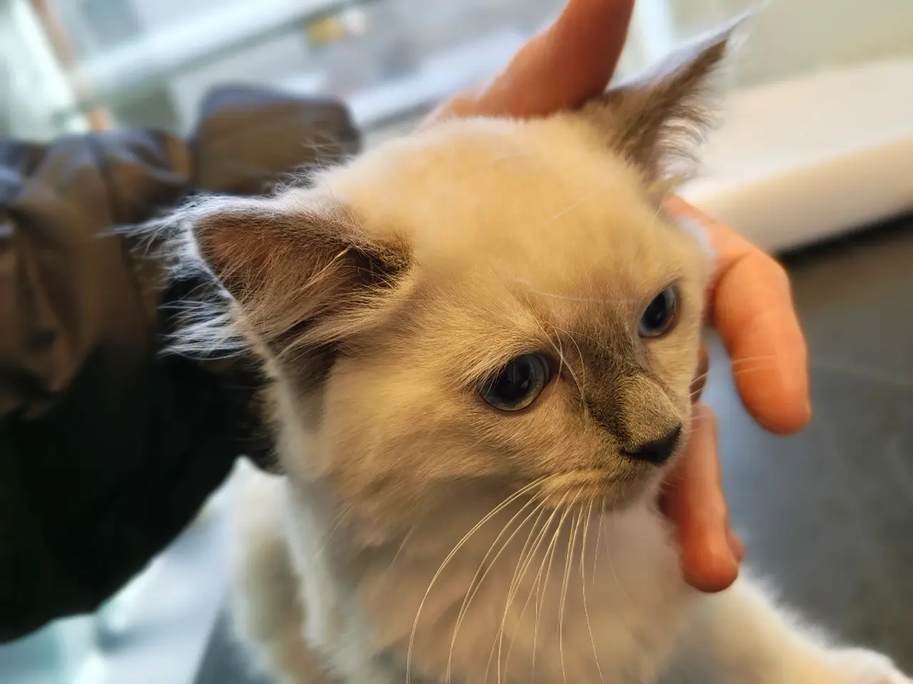Billede 3 - Ragdoll - silke bløde skønne familie'venner 
