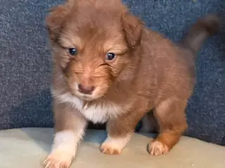 Australian Shepherd