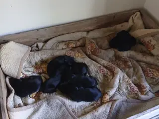 Hundehvalpe