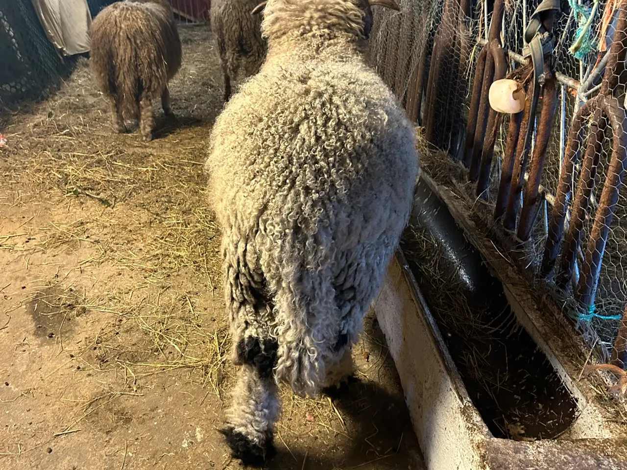 Billede 5 - Vallais Blacknose vædder
