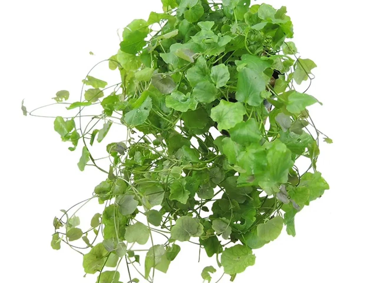 Billede 3 - Akvarie planter / FRAA 25kr.