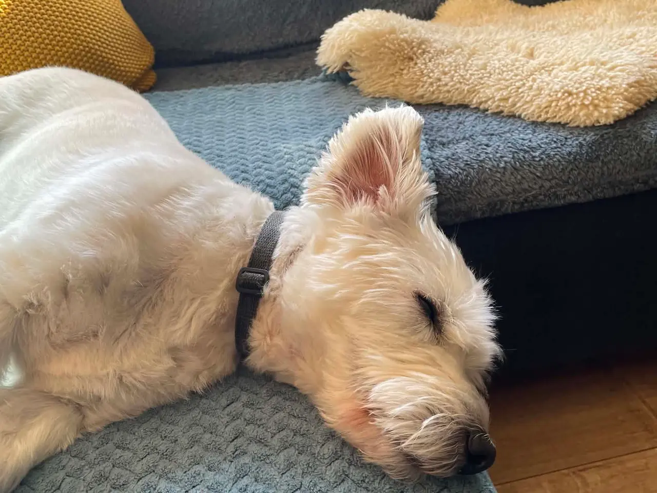 Billede 6 - Kastereret White Terrier og bomuldshund blanding