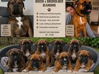 Boxer/broholmer