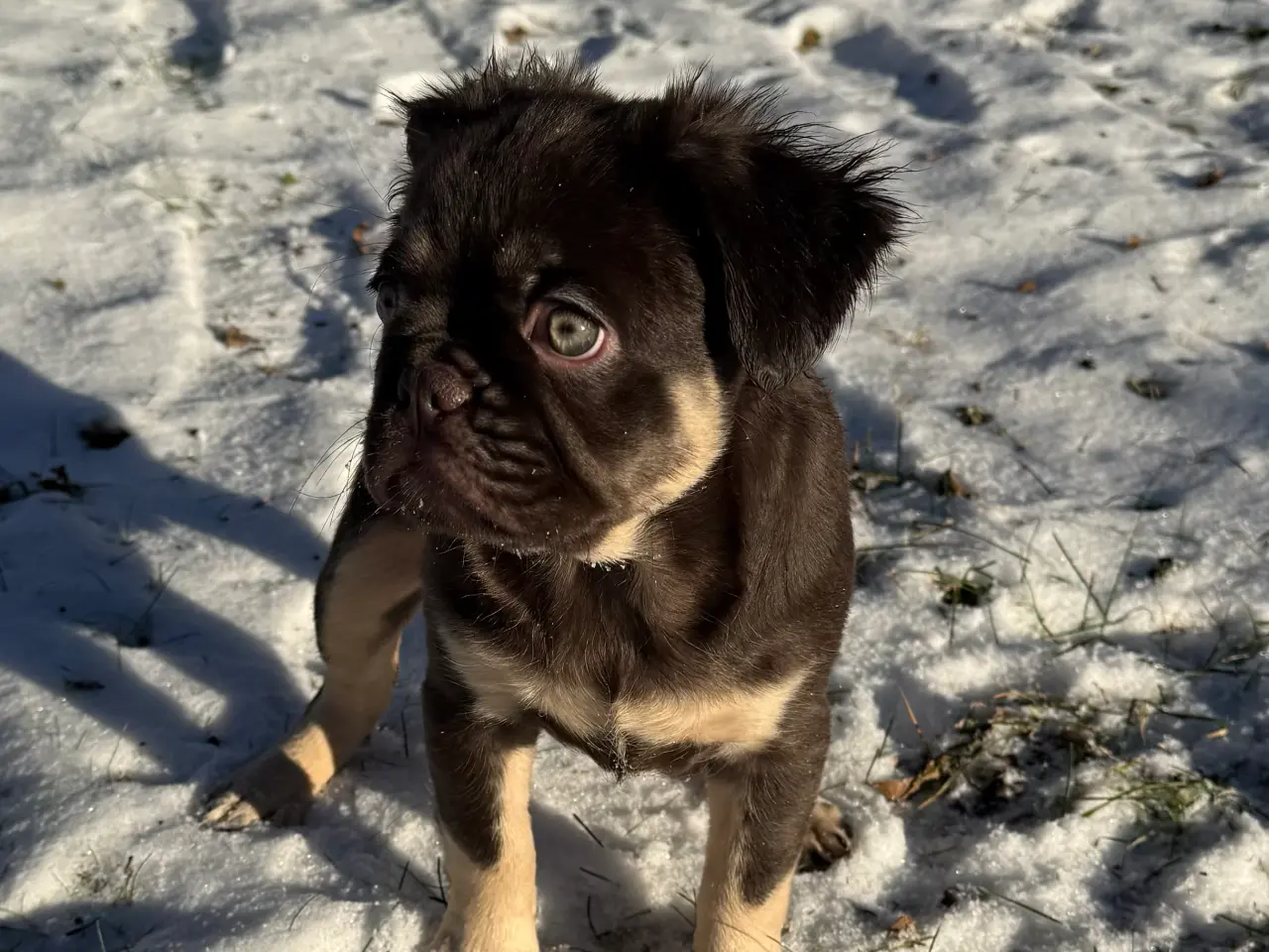 Billede 2 - Fluffy Fransk bulldog