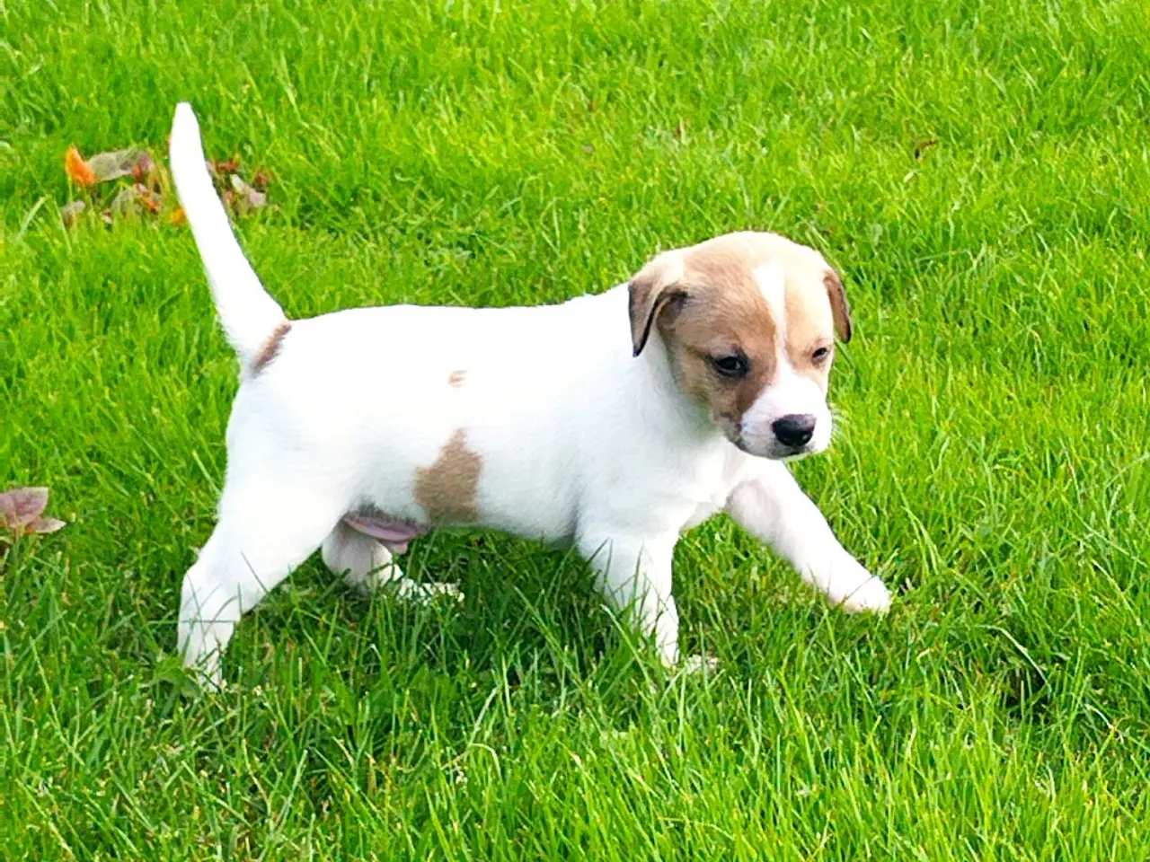 Billede 6 - Dansk svensk gårdhund hvalp
