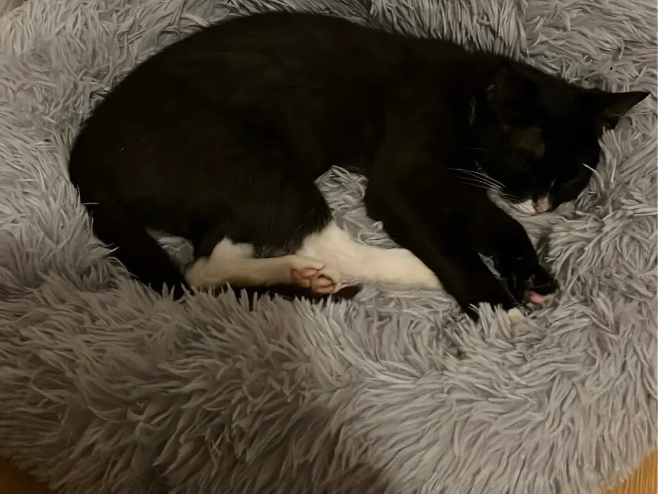 Billede 4 - Sort og hvid kat