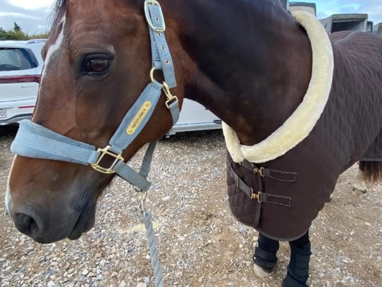 Billede 5 - Sød welsh cob hoppe sælges