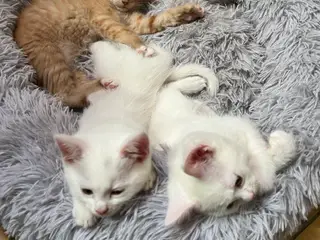 Mainecoon - Norsk Skovkat