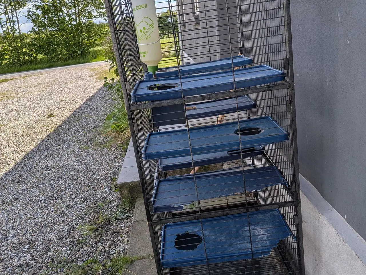 Billede 3 - stor brugt chinchilla