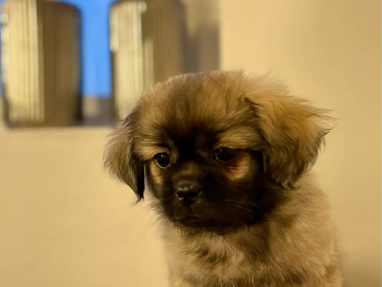 Billede 5 - Amber: Tibetansk spaniel tæve 