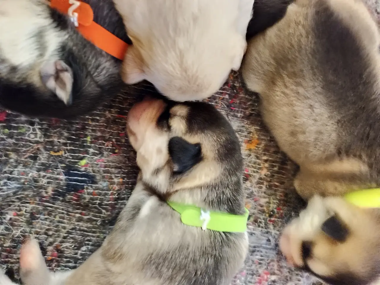 Billede 12 - Siberian Husky hvalpe søger hjem start september 