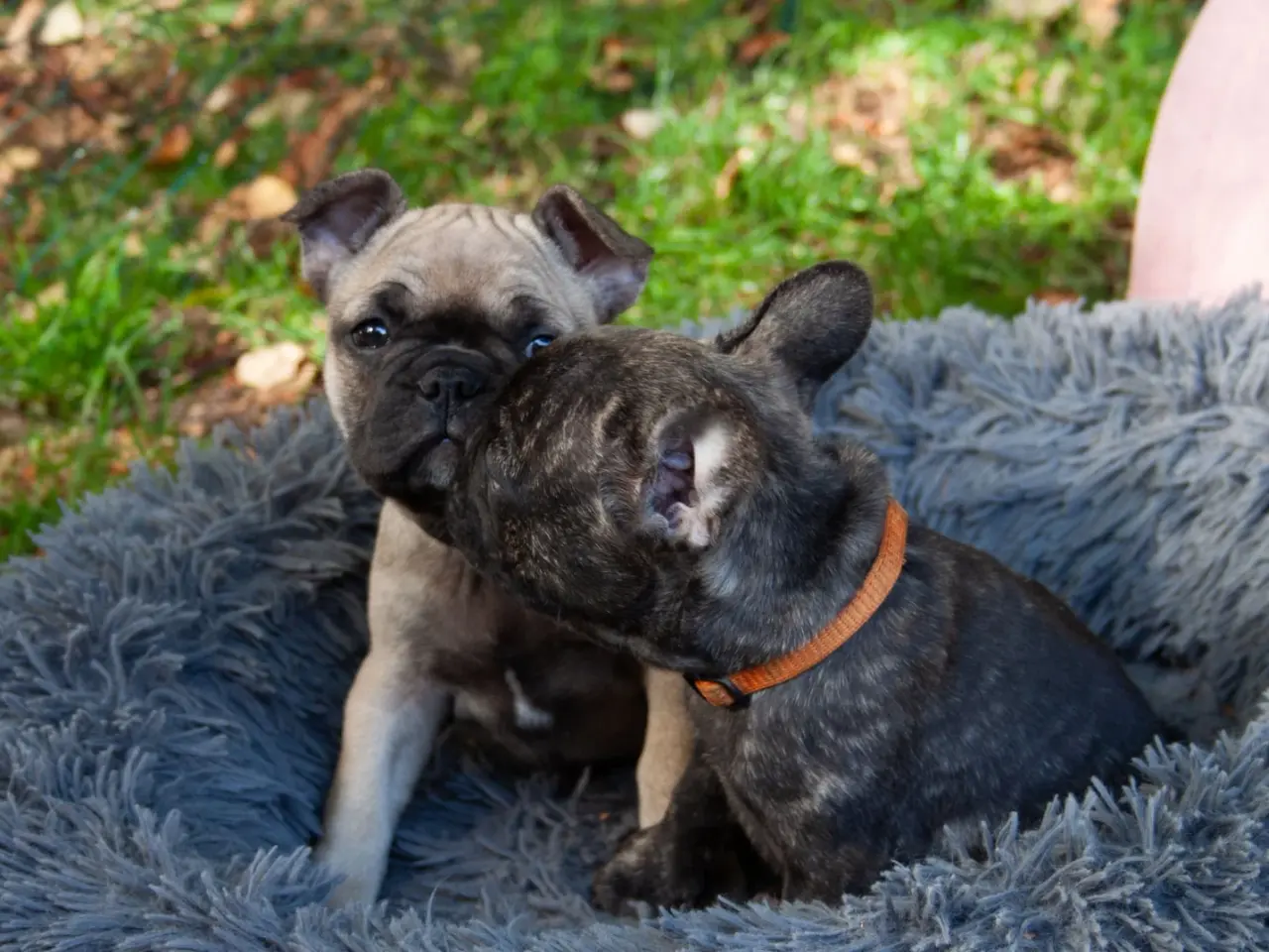 Billede 4 - Fransk Bulldog hvalpe