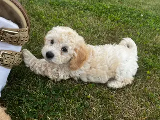 Maltipoo hvalpe